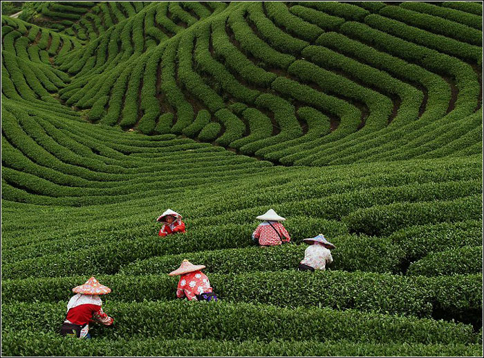 茶葉冷庫(kù)建造茶葉冷庫(kù)保鮮的主要方法